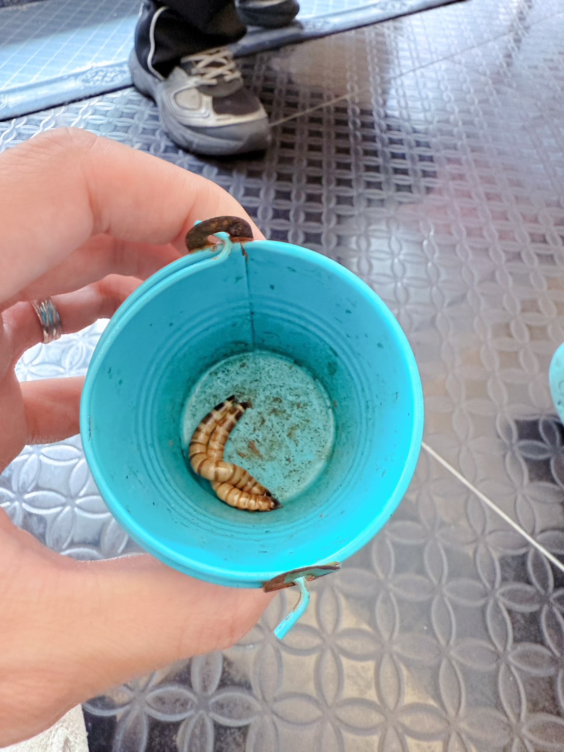 台中西區 超特別親子餐廳!能近距離接觸狐獴、巨蜥、蟒蛇的療癒系特寵餐廳|胖鬣蜥城市特寵餐廳 - 第39張圖 台中西區 超特別親子餐廳!能近距離接觸狐獴、巨蜥、蟒蛇的療癒系特寵餐廳|胖鬣蜥城市特寵餐廳