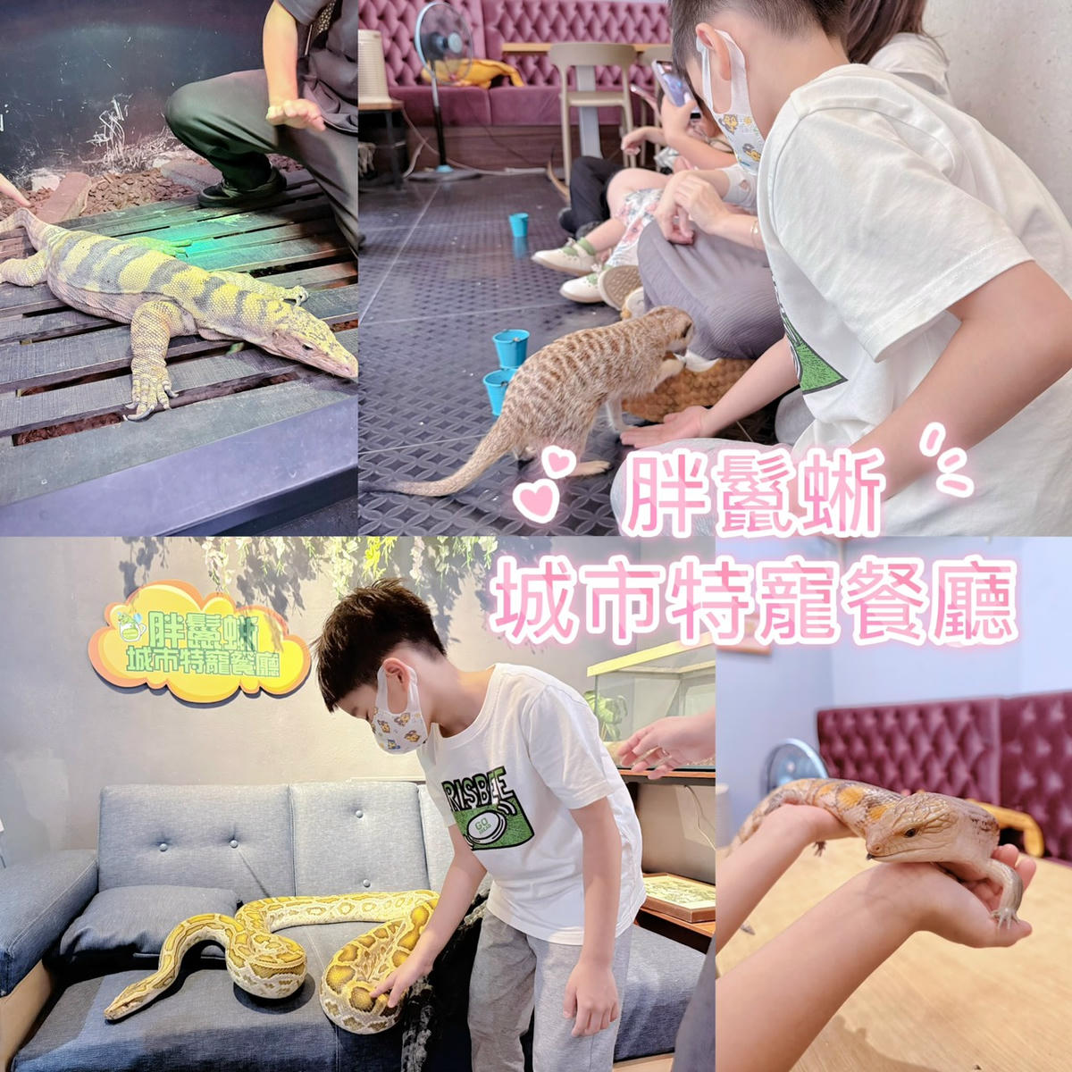 台中西區 超特別親子餐廳!能近距離接觸狐獴、巨蜥、蟒蛇的療癒系特寵餐廳|胖鬣蜥城市特寵餐廳 - 第1張圖 台中西區 超特別親子餐廳!能近距離接觸狐獴、巨蜥、蟒蛇的療癒系特寵餐廳|胖鬣蜥城市特寵餐廳