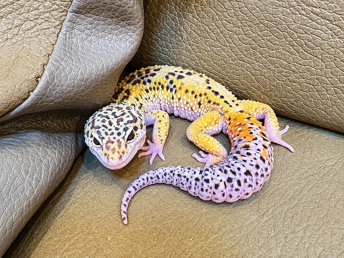 豹紋守宮飼養心得分享6 解讀守宮語 —— 牠的每個小動作 其實都有意思 - 第5張圖 豹紋守宮飼養心得分享6 解讀守宮語 —— 牠的每個小動作 其實都有意思