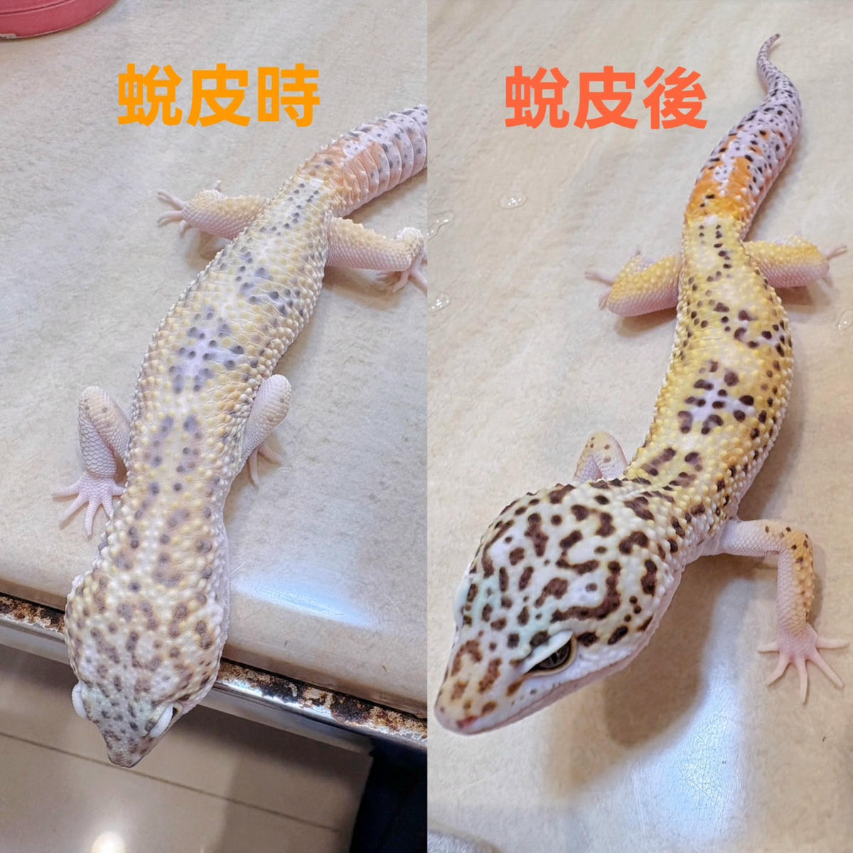 豹紋守宮飼養心得分享7 — 守宮生病了嗎?新手必學的健康觀察與異狀判斷指南 - 第3張圖 豹紋守宮飼養心得分享7 — 守宮生病了嗎?新手必學的健康觀察與異狀判斷指南
