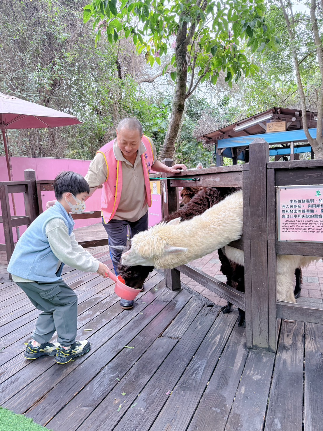彰化親子景點 今夜星辰休閒農場｜羊駝、瓦萊黑鼻羊、兔子近距離互動！超人氣動物農場親子半日遊推薦