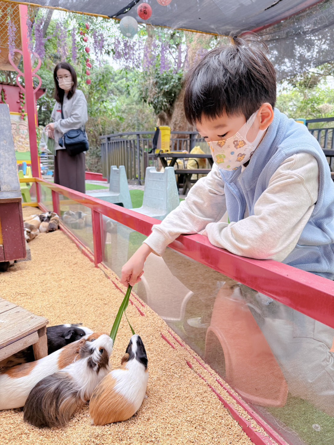 彰化親子景點 今夜星辰休閒農場|羊駝、瓦萊黑鼻羊、兔子近距離互動!超人氣動物農場親子半日遊推薦 - 第26張圖 彰化親子景點 今夜星辰休閒農場|羊駝、瓦萊黑鼻羊、兔子近距離互動!超人氣動物農場親子半日遊推薦