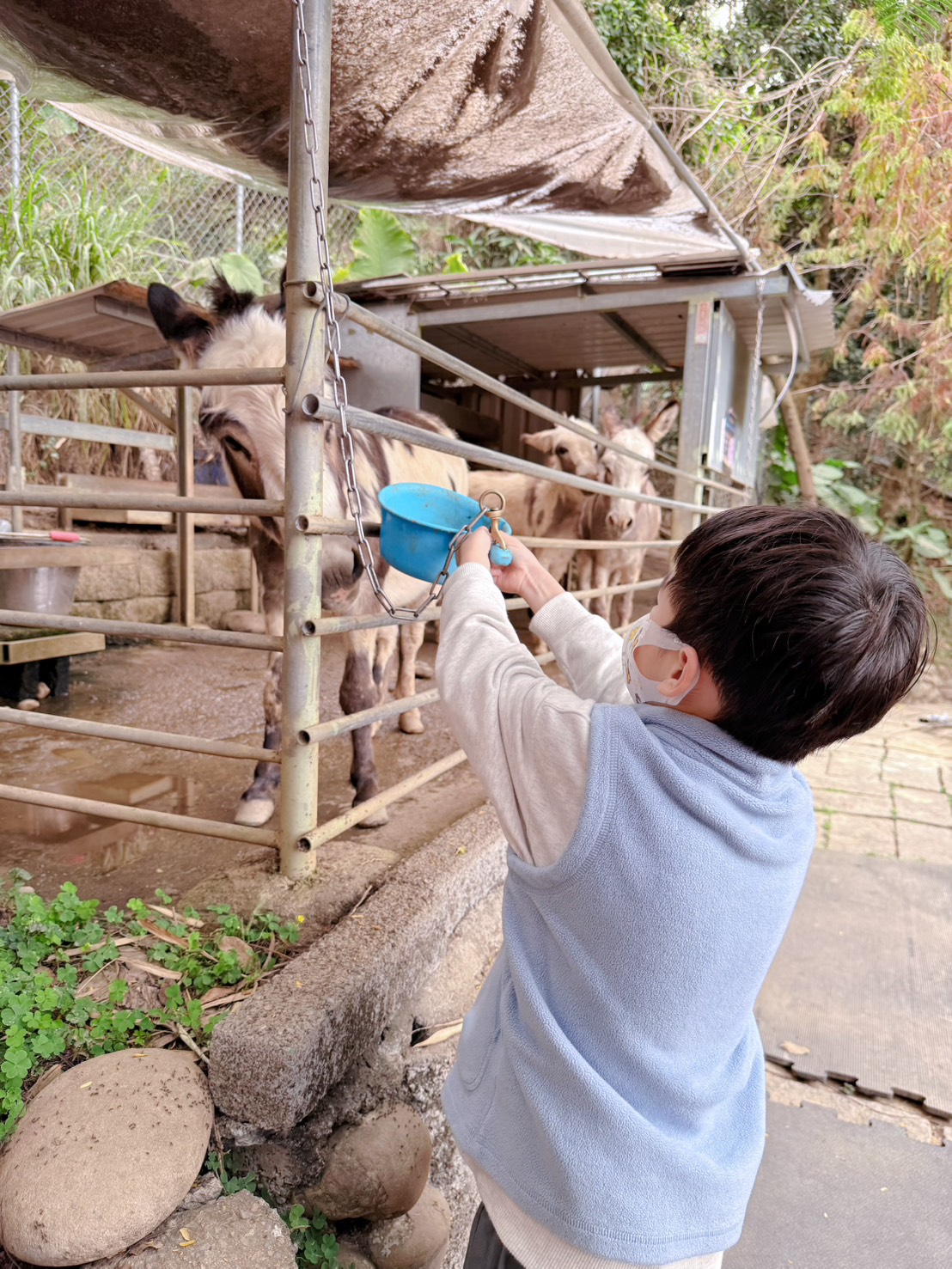 彰化親子景點 今夜星辰休閒農場|羊駝、瓦萊黑鼻羊、兔子近距離互動!超人氣動物農場親子半日遊推薦 - 第36張圖 彰化親子景點 今夜星辰休閒農場|羊駝、瓦萊黑鼻羊、兔子近距離互動!超人氣動物農場親子半日遊推薦