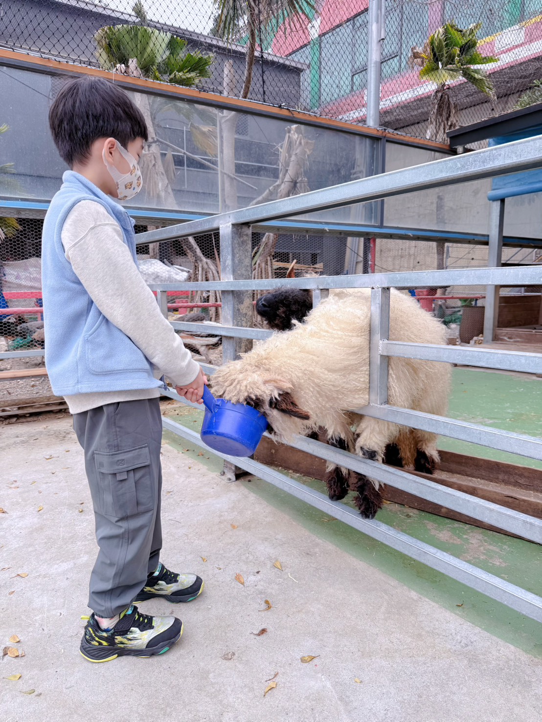 彰化親子景點 今夜星辰休閒農場｜羊駝、瓦萊黑鼻羊、兔子近距離互動！超人氣動物農場親子半日遊推薦