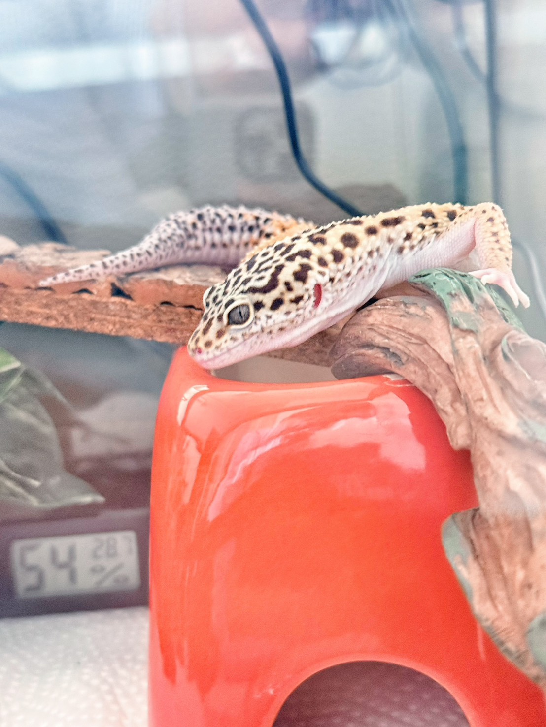 豹紋守宮飼養心得分享7 — 守宮生病了嗎?新手必學的健康觀察與異狀判斷指南 - 第7張圖 豹紋守宮飼養心得分享7 — 守宮生病了嗎?新手必學的健康觀察與異狀判斷指南