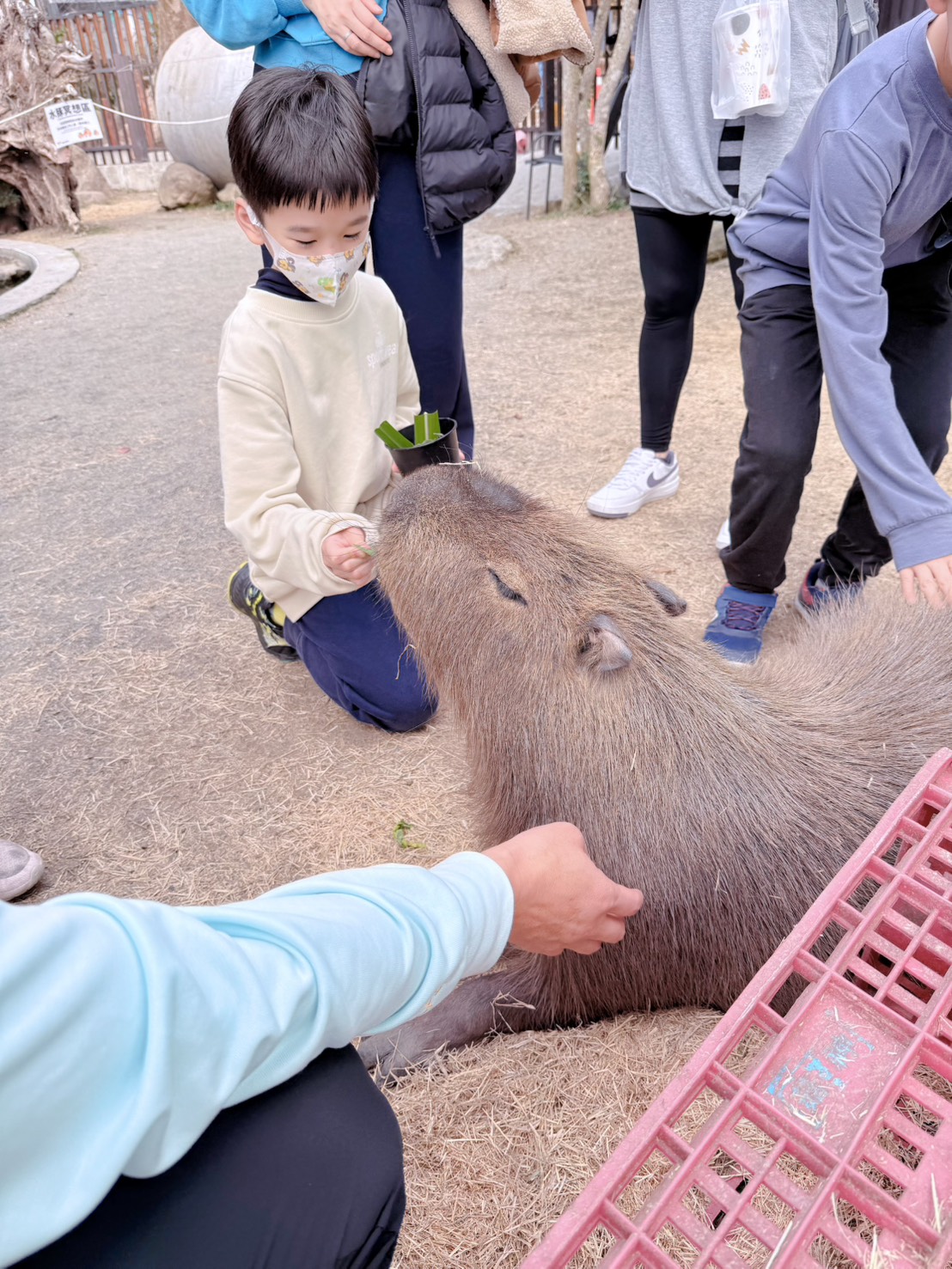 南投鹿谷親子景點推薦 鹿芝谷生態景觀園區｜近距離餵食水豚、瓦萊黑鼻羊、羊駝！門票可全額折抵菇神消費 溪頭、杉林溪順遊景點