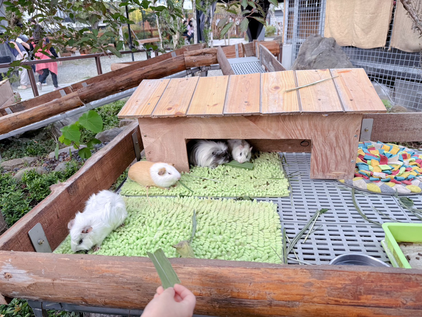 南投鹿谷親子景點推薦 鹿芝谷生態景觀園區｜近距離餵食水豚、瓦萊黑鼻羊、羊駝！門票可全額折抵菇神消費 溪頭、杉林溪順遊景點