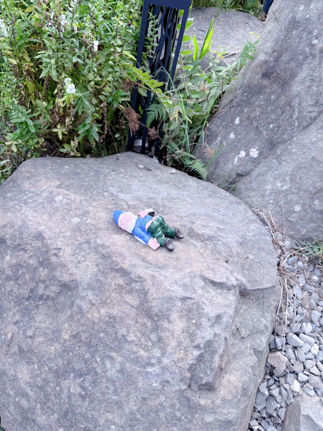 南投鹿谷親子景點推薦 鹿芝谷生態景觀園區｜近距離餵食水豚、瓦萊黑鼻羊、羊駝！門票可全額折抵菇神消費 溪頭、杉林溪順遊景點