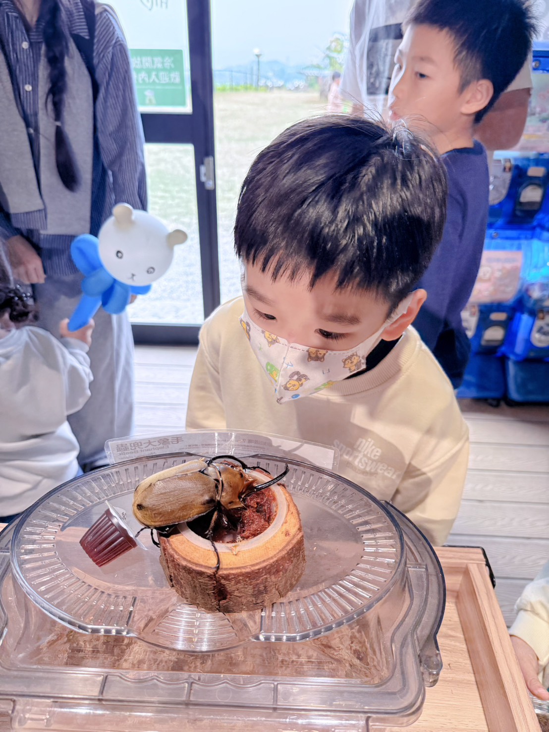 南投鹿谷親子景點推薦 鹿芝谷生態景觀園區｜近距離餵食水豚、瓦萊黑鼻羊、羊駝！門票可全額折抵菇神消費 溪頭、杉林溪順遊景點