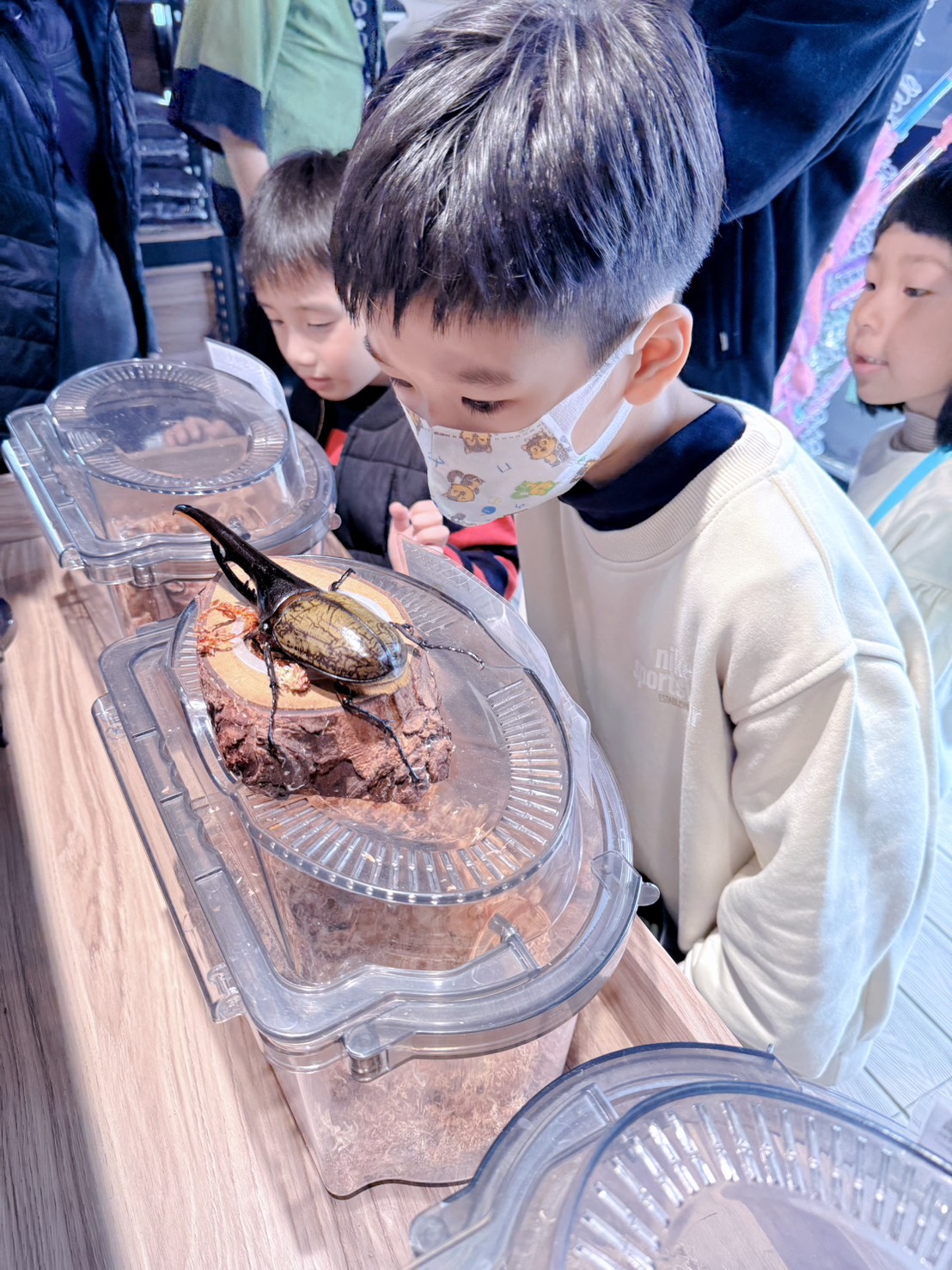 南投鹿谷親子景點推薦 鹿芝谷生態景觀園區｜近距離餵食水豚、瓦萊黑鼻羊、羊駝！門票可全額折抵菇神消費 溪頭、杉林溪順遊景點