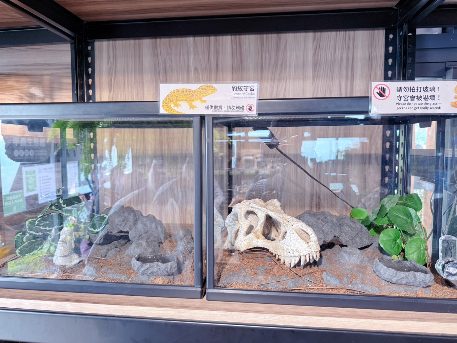 南投鹿谷親子景點推薦 鹿芝谷生態景觀園區｜近距離餵食水豚、瓦萊黑鼻羊、羊駝！門票可全額折抵菇神消費 溪頭、杉林溪順遊景點