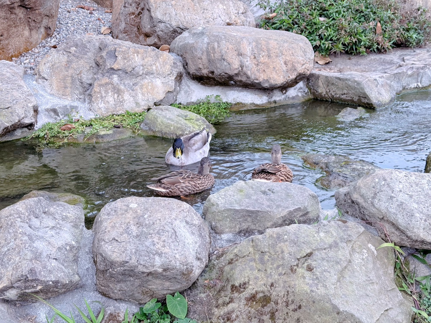 南投鹿谷親子景點推薦 鹿芝谷生態景觀園區｜近距離餵食水豚、瓦萊黑鼻羊、羊駝！門票可全額折抵菇神消費 溪頭、杉林溪順遊景點