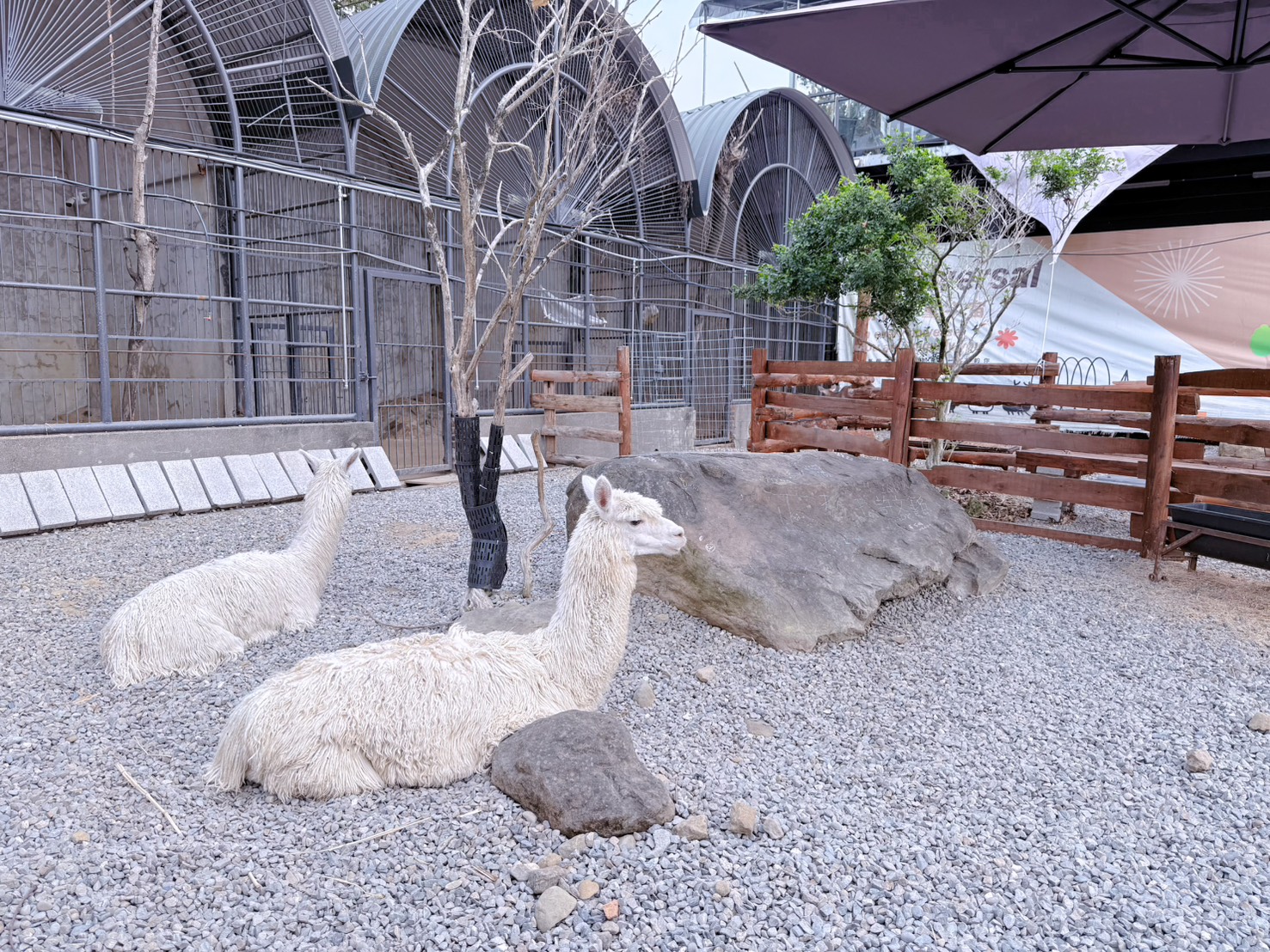 南投鹿谷親子景點推薦 鹿芝谷生態景觀園區｜近距離餵食水豚、瓦萊黑鼻羊、羊駝！門票可全額折抵菇神消費 溪頭、杉林溪順遊景點