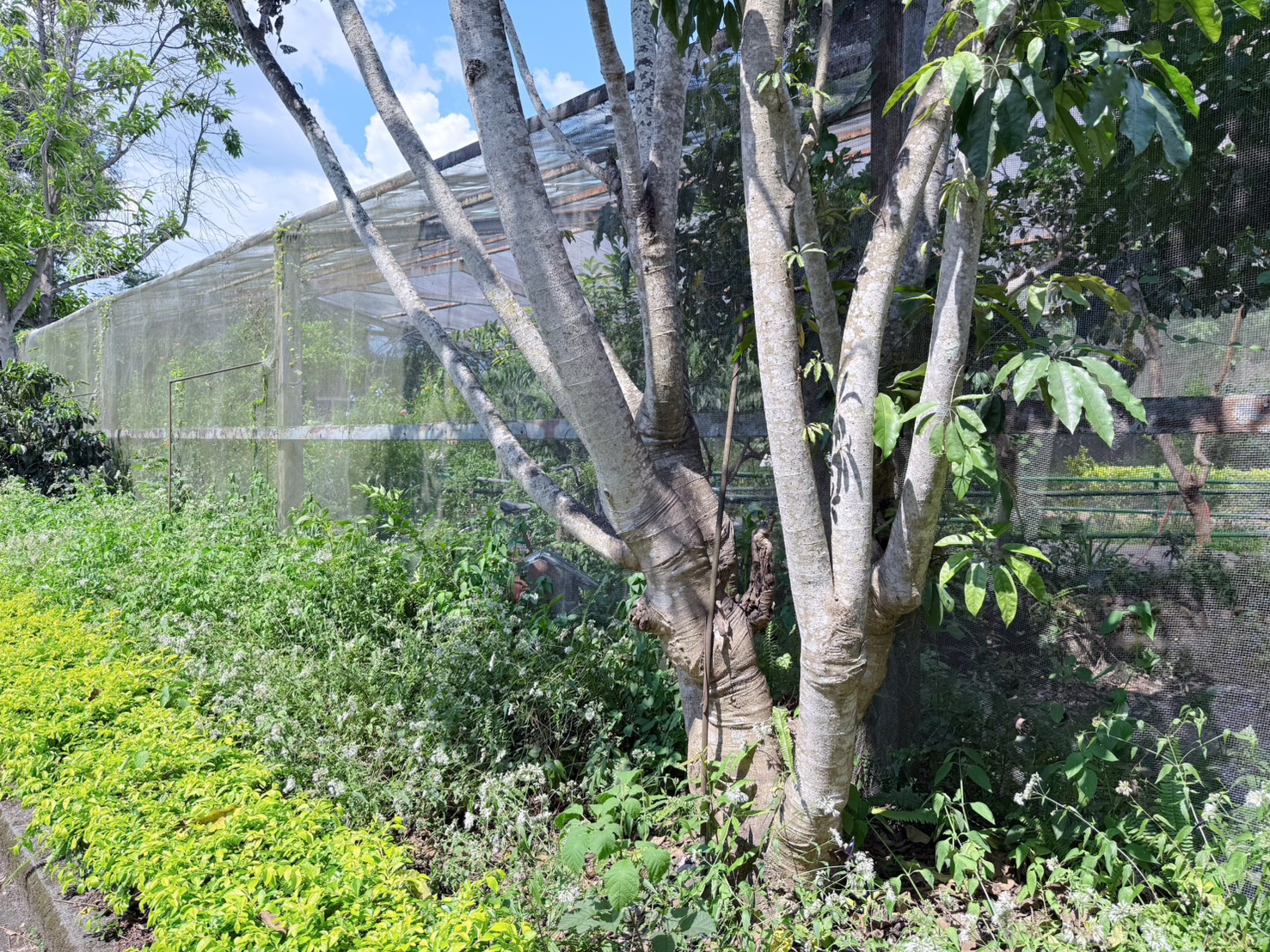 南投埔里親子景點|蝴蝶小鎮生態休閒園區・木生昆蟲博物館 免費導覽超精彩 近距離接觸昆蟲 蝴蝶園體驗一次玩! - 第6張圖 南投埔里親子景點|蝴蝶小鎮生態休閒園區・木生昆蟲博物館 免費導覽超精彩 近距離接觸昆蟲 蝴蝶園體驗一次玩!