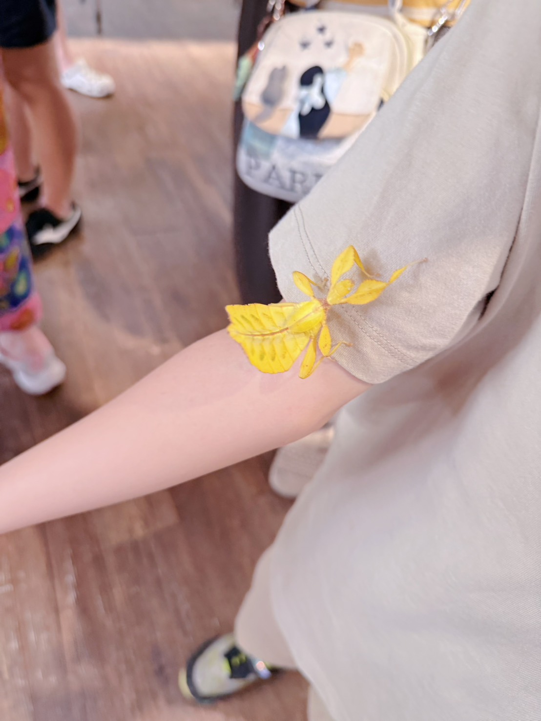 南投埔里親子景點｜蝴蝶小鎮生態休閒園區・木生昆蟲博物館 免費導覽超精彩 近距離接觸昆蟲 蝴蝶園體驗一次玩！