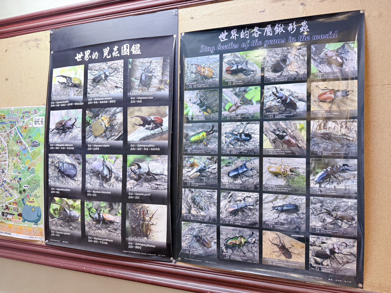南投埔里親子景點|蝴蝶小鎮生態休閒園區・木生昆蟲博物館 免費導覽超精彩 近距離接觸昆蟲 蝴蝶園體驗一次玩! - 第43張圖 南投埔里親子景點|蝴蝶小鎮生態休閒園區・木生昆蟲博物館 免費導覽超精彩 近距離接觸昆蟲 蝴蝶園體驗一次玩!