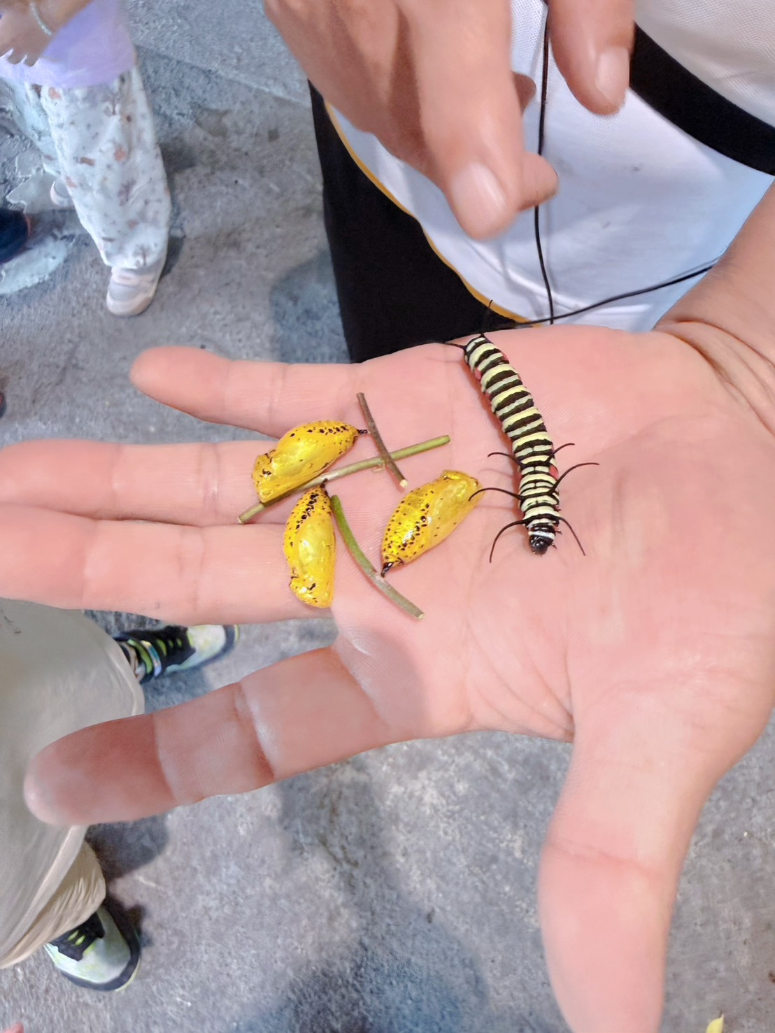 南投埔里親子景點|蝴蝶小鎮生態休閒園區・木生昆蟲博物館 免費導覽超精彩 近距離接觸昆蟲 蝴蝶園體驗一次玩! - 第29張圖 南投埔里親子景點|蝴蝶小鎮生態休閒園區・木生昆蟲博物館 免費導覽超精彩 近距離接觸昆蟲 蝴蝶園體驗一次玩!