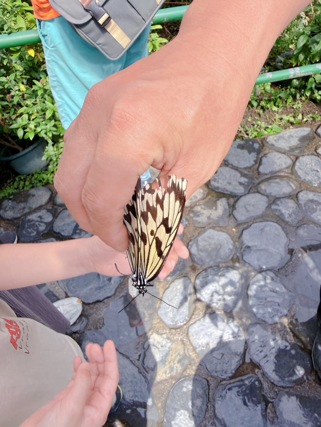 南投埔里親子景點|蝴蝶小鎮生態休閒園區・木生昆蟲博物館 免費導覽超精彩 近距離接觸昆蟲 蝴蝶園體驗一次玩! - 第34張圖 南投埔里親子景點|蝴蝶小鎮生態休閒園區・木生昆蟲博物館 免費導覽超精彩 近距離接觸昆蟲 蝴蝶園體驗一次玩!