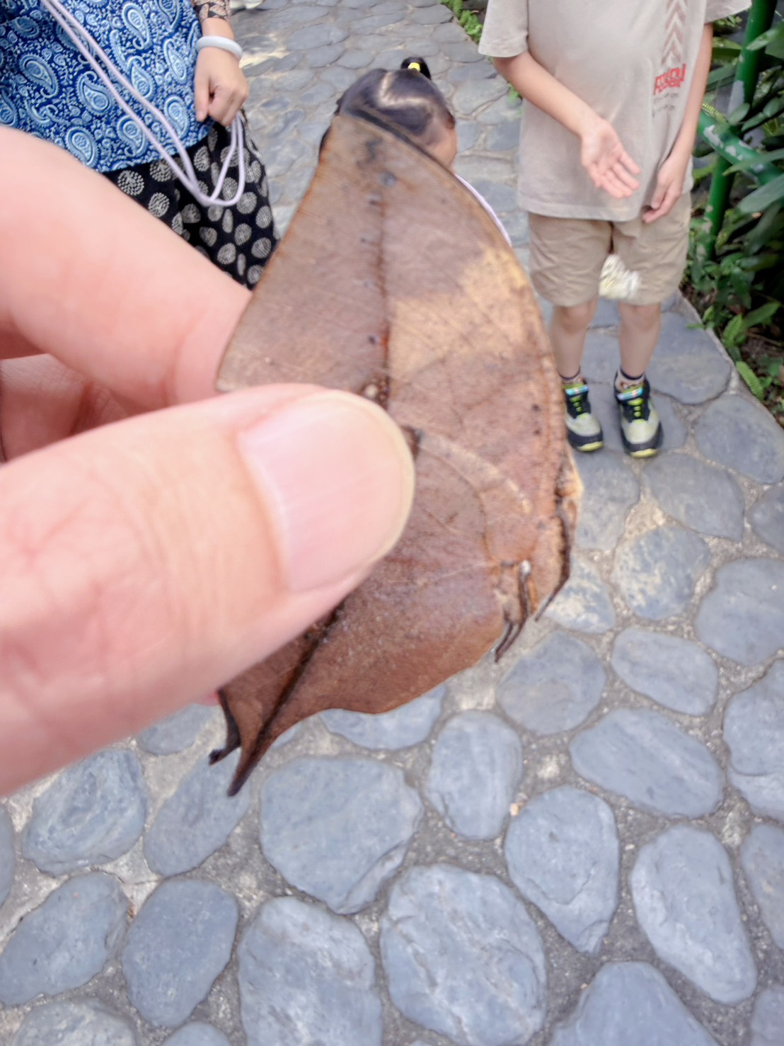 南投埔里親子景點｜蝴蝶小鎮生態休閒園區・木生昆蟲博物館 免費導覽超精彩 近距離接觸昆蟲 蝴蝶園體驗一次玩！