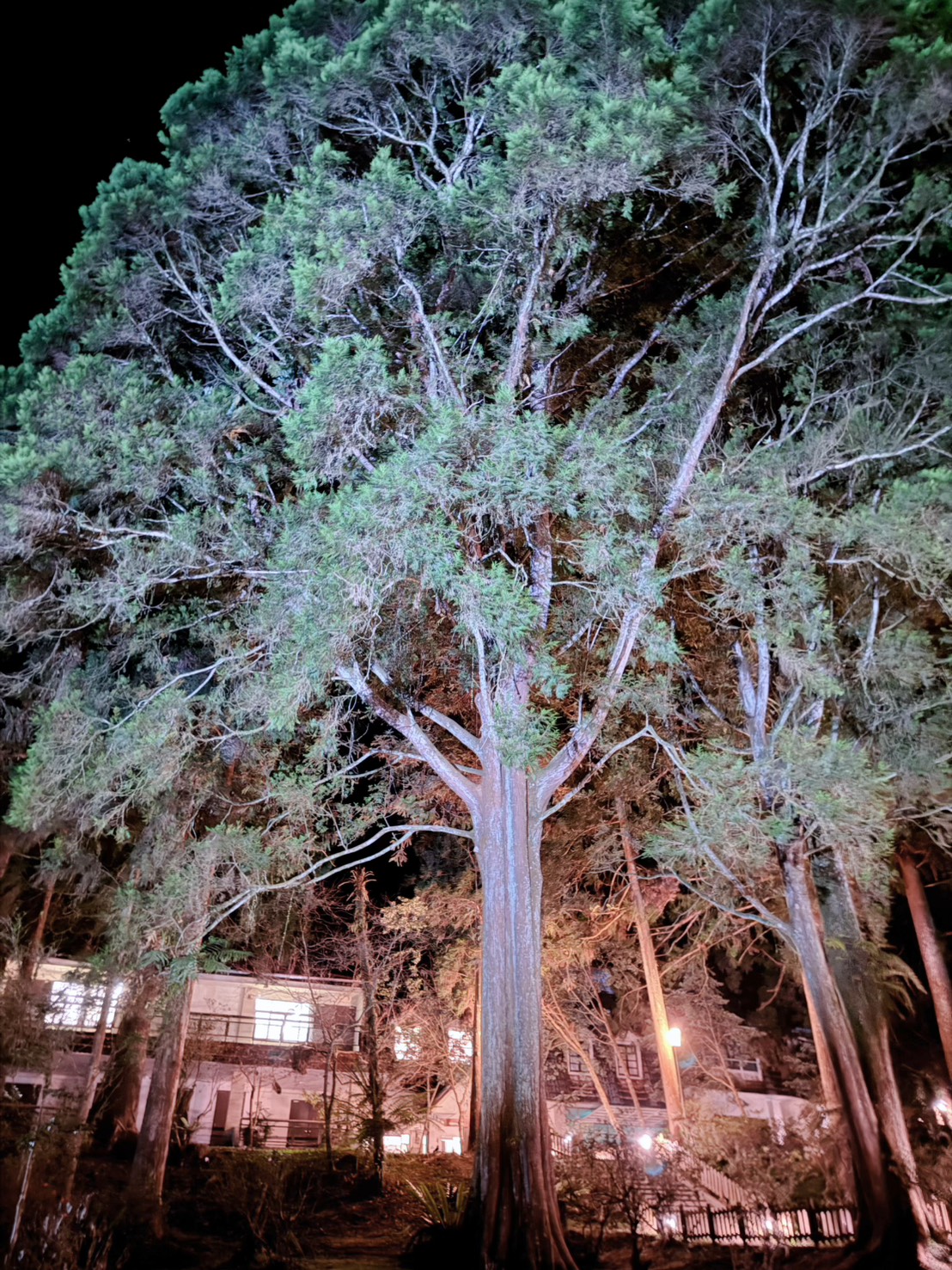 南投鹿谷住宿推薦|入住溪頭自然教育園區!溪頭福華渡假飯店漢光樓豪華客房開箱 森林下午茶+夜間導覽一次滿足(2026)詳細分享 - 第32張圖 南投鹿谷住宿推薦|入住溪頭自然教育園區!溪頭福華渡假飯店漢光樓豪華客房開箱 森林下午茶+夜間導覽一次滿足(2026)詳細分享
