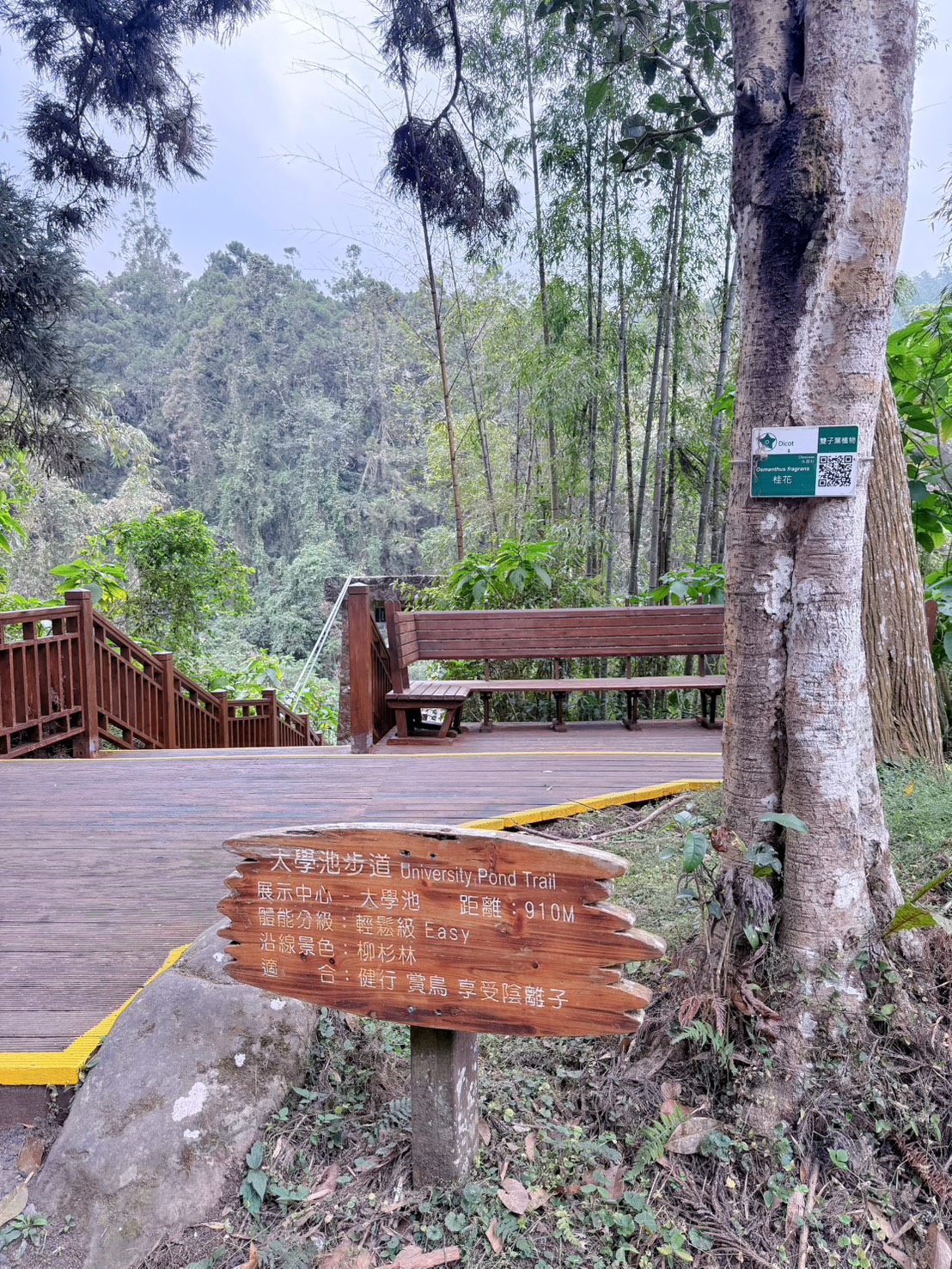 南投鹿谷｜溪頭自然教育園區大學池步道 漫步森林吸收芬多精 親子必訪森林步道、竹橋美景一次收集 親子路線攻略分享