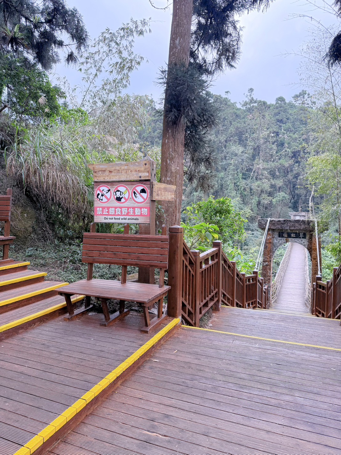 南投鹿谷|溪頭自然教育園區大學池步道 漫步森林吸收芬多精 親子必訪森林步道、竹橋美景一次收集 親子路線攻略分享 - 第6張圖 南投鹿谷|溪頭自然教育園區大學池步道 漫步森林吸收芬多精 親子必訪森林步道、竹橋美景一次收集 親子路線攻略分享