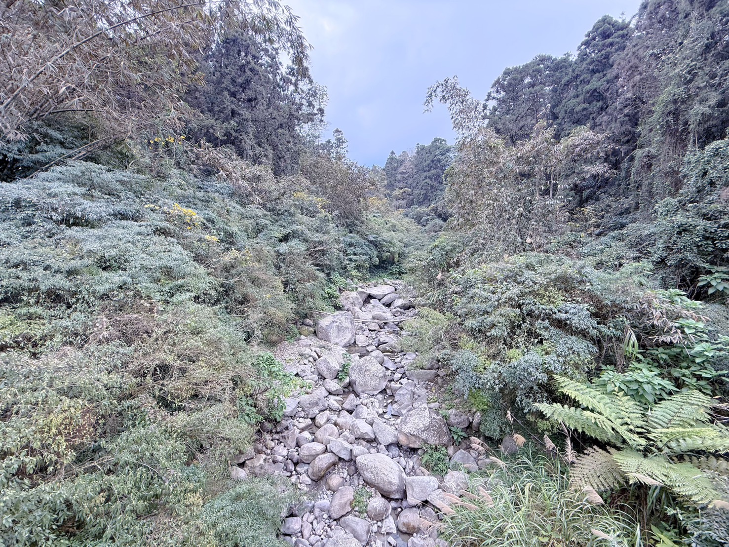 南投鹿谷|溪頭自然教育園區大學池步道 漫步森林吸收芬多精 親子必訪森林步道、竹橋美景一次收集 親子路線攻略分享 - 第9張圖 南投鹿谷|溪頭自然教育園區大學池步道 漫步森林吸收芬多精 親子必訪森林步道、竹橋美景一次收集 親子路線攻略分享