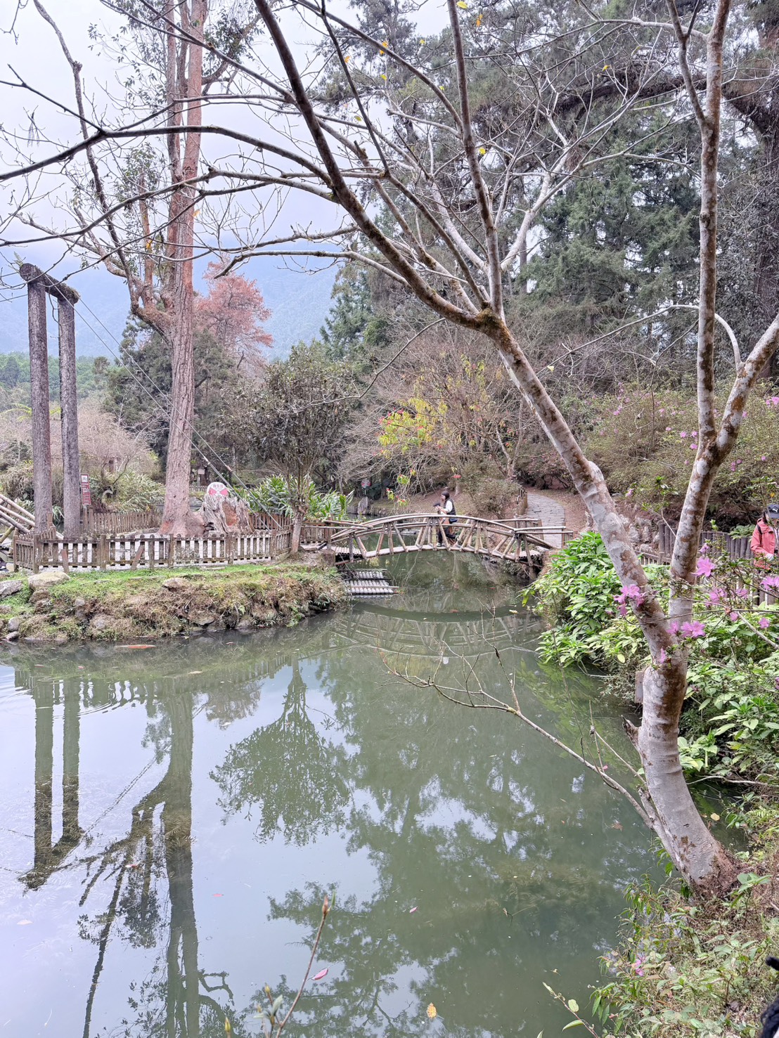 南投鹿谷｜溪頭自然教育園區大學池步道 漫步森林吸收芬多精 親子必訪森林步道、竹橋美景一次收集 親子路線攻略分享