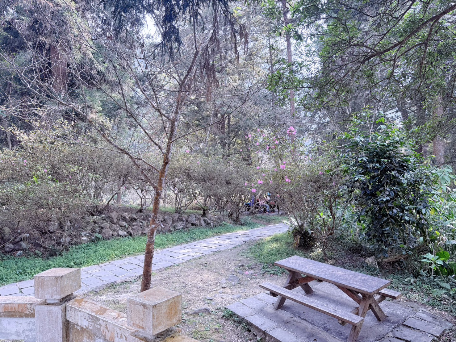 南投鹿谷|溪頭自然教育園區大學池步道 漫步森林吸收芬多精 親子必訪森林步道、竹橋美景一次收集 親子路線攻略分享 - 第31張圖 南投鹿谷|溪頭自然教育園區大學池步道 漫步森林吸收芬多精 親子必訪森林步道、竹橋美景一次收集 親子路線攻略分享