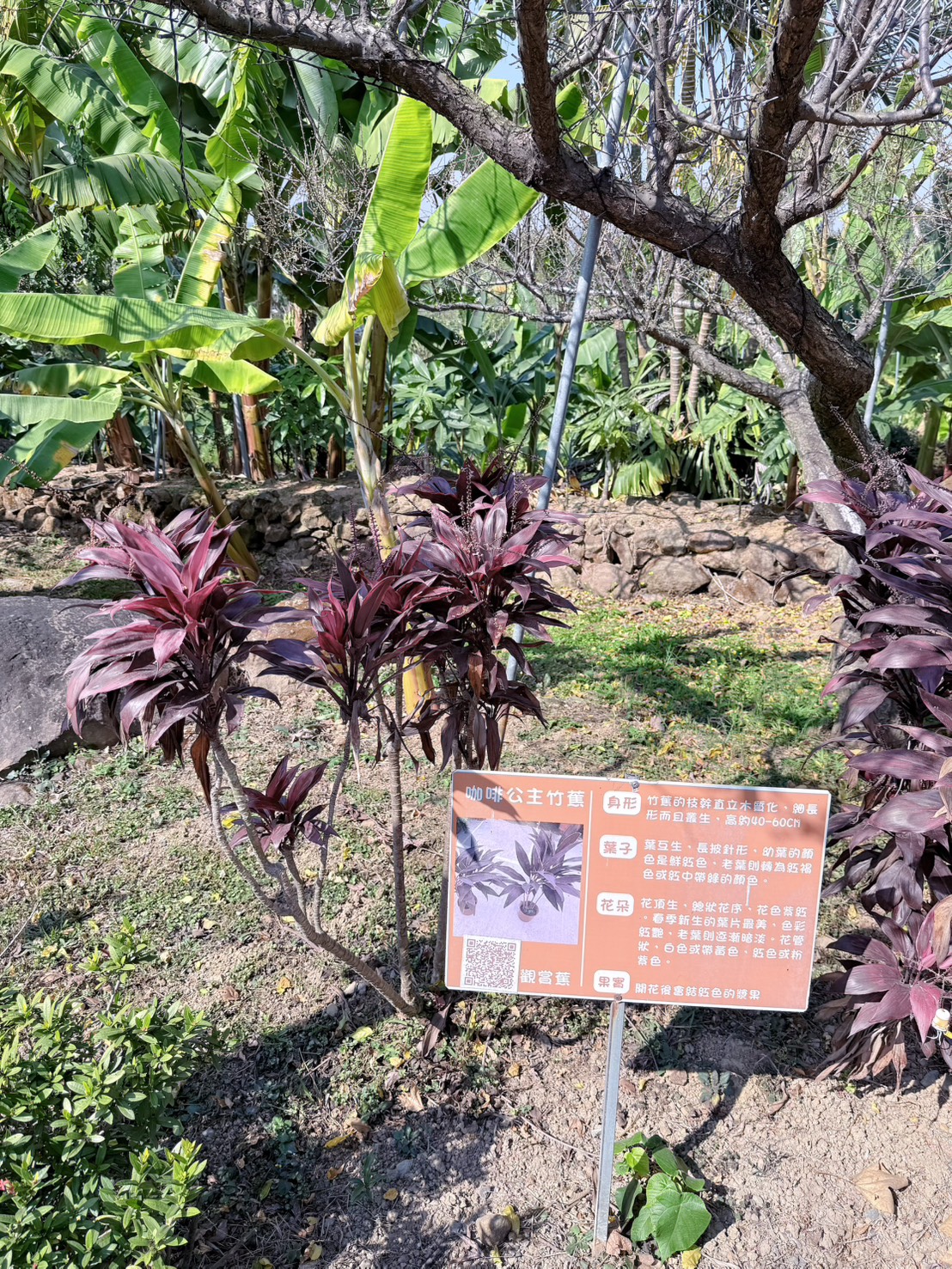 南投 集集 免門票景點|集元果觀光工廠香蕉樂園 110種香蕉生態園、互動遊戲 親子一日遊推薦 - 第32張圖 南投 集集 免門票景點|集元果觀光工廠香蕉樂園 110種香蕉生態園、互動遊戲 親子一日遊推薦