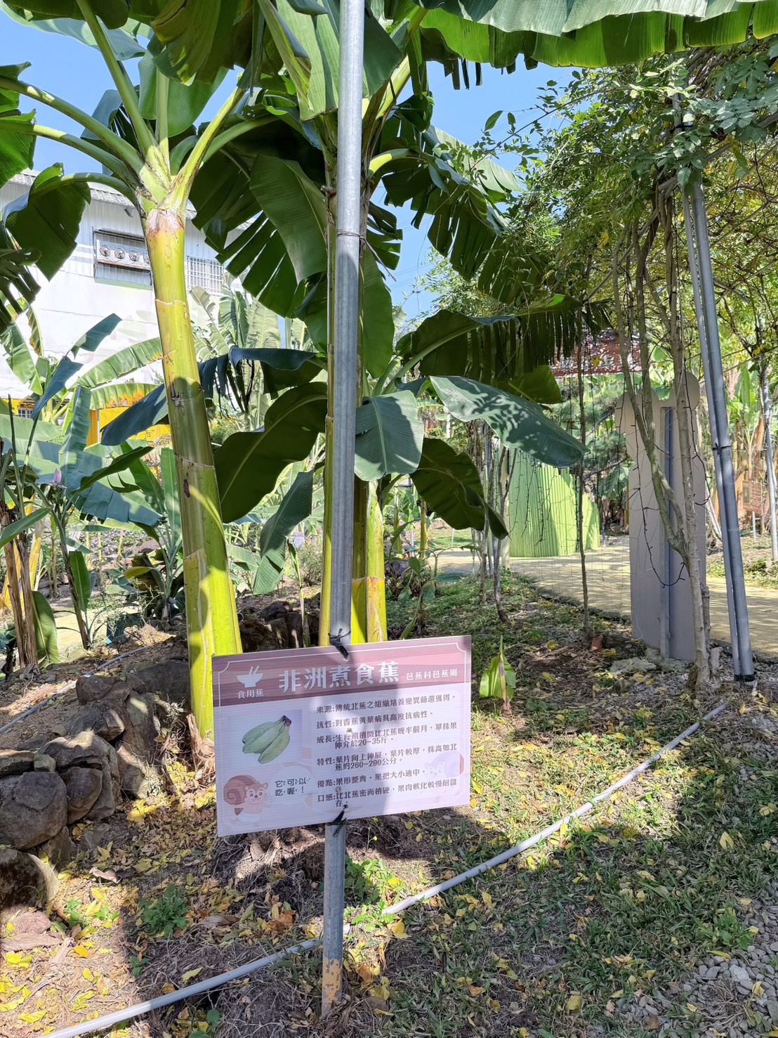 南投 集集 免門票景點|集元果觀光工廠香蕉樂園 110種香蕉生態園、互動遊戲 親子一日遊推薦 - 第29張圖 南投 集集 免門票景點|集元果觀光工廠香蕉樂園 110種香蕉生態園、互動遊戲 親子一日遊推薦