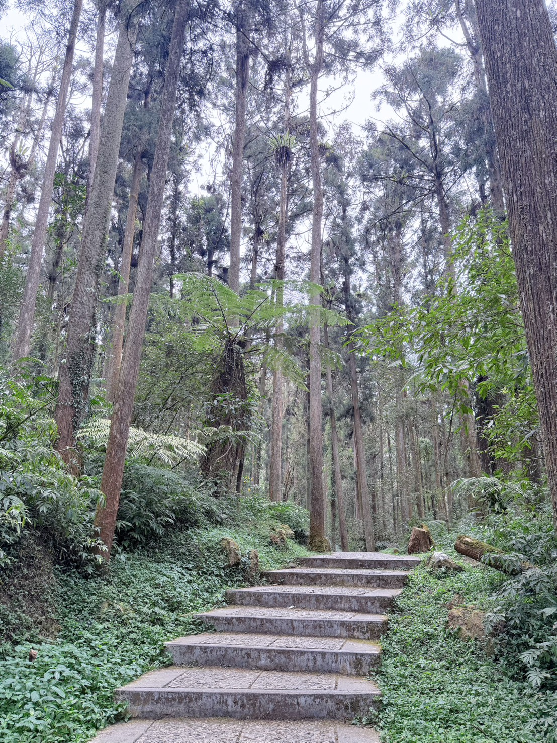 南投鹿谷|溪頭自然教育園區大學池步道 漫步森林吸收芬多精 親子必訪森林步道、竹橋美景一次收集 親子路線攻略分享 - 第10張圖 南投鹿谷|溪頭自然教育園區大學池步道 漫步森林吸收芬多精 親子必訪森林步道、竹橋美景一次收集 親子路線攻略分享